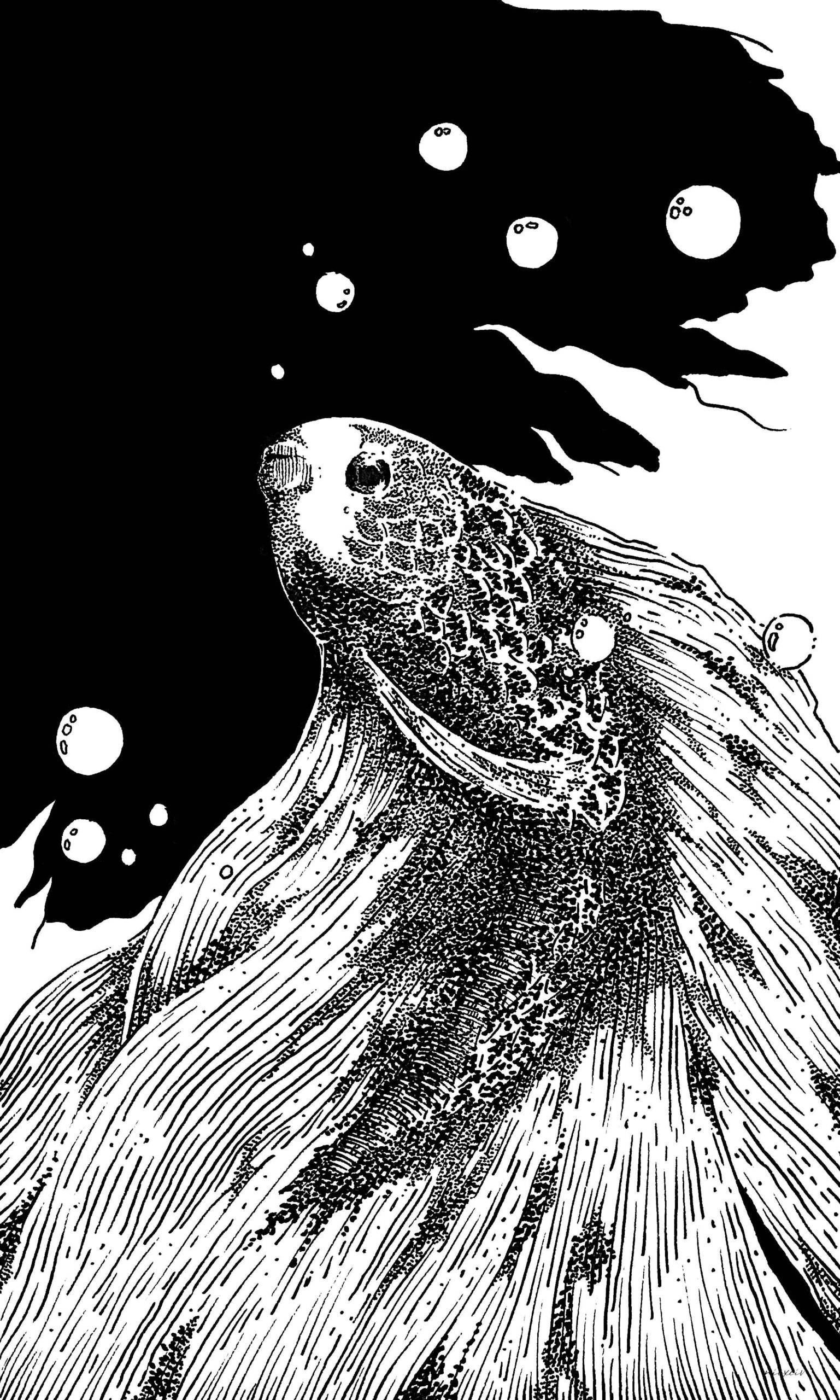 Betta Fish