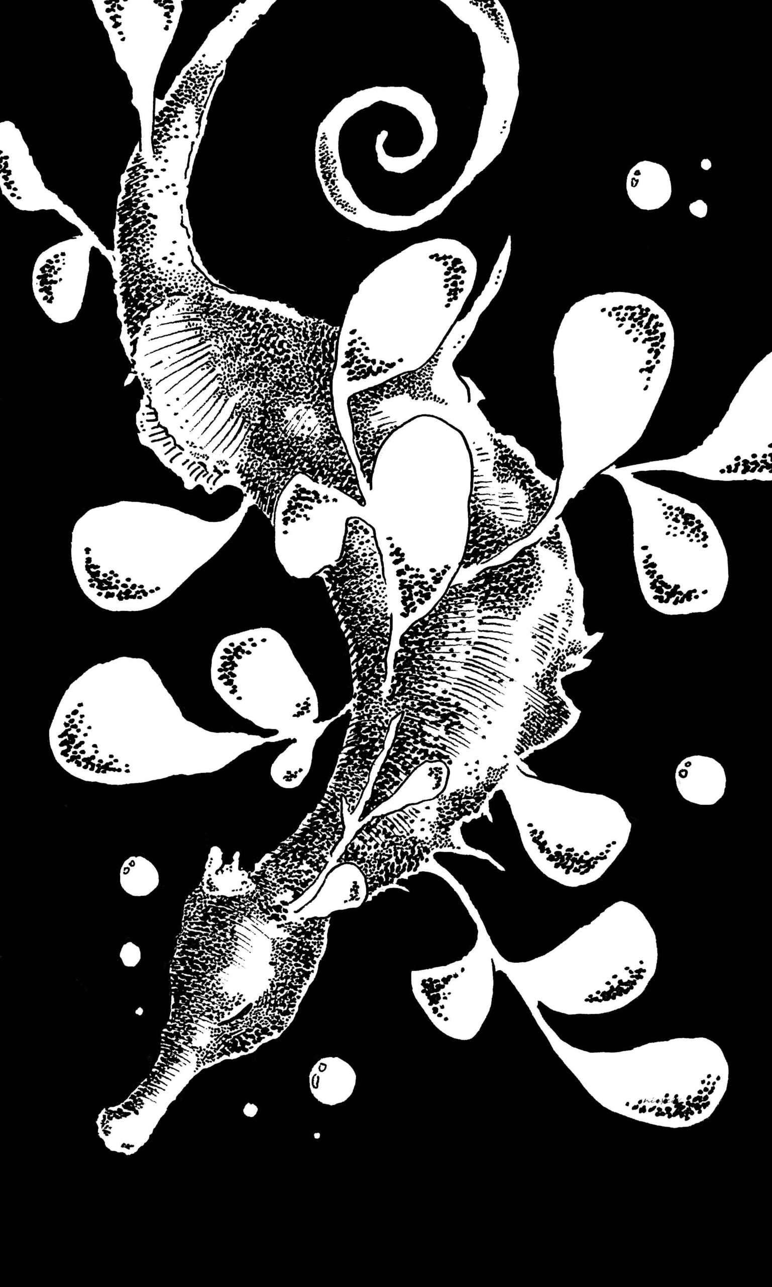 Seadragon