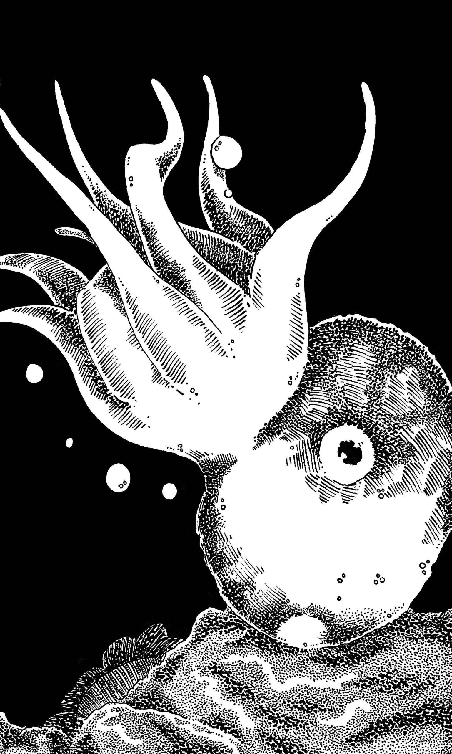 Octopus
