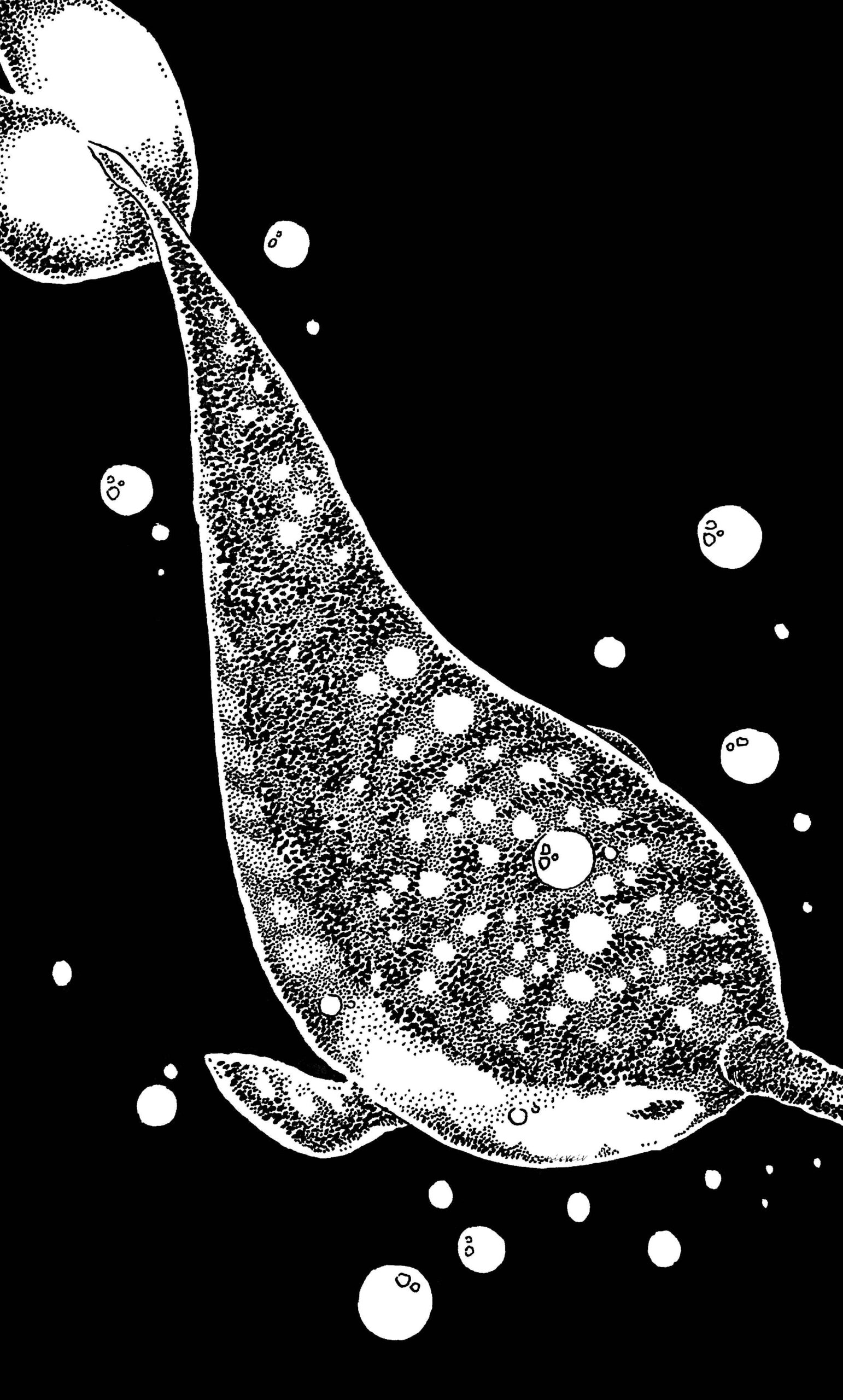 Narwhal