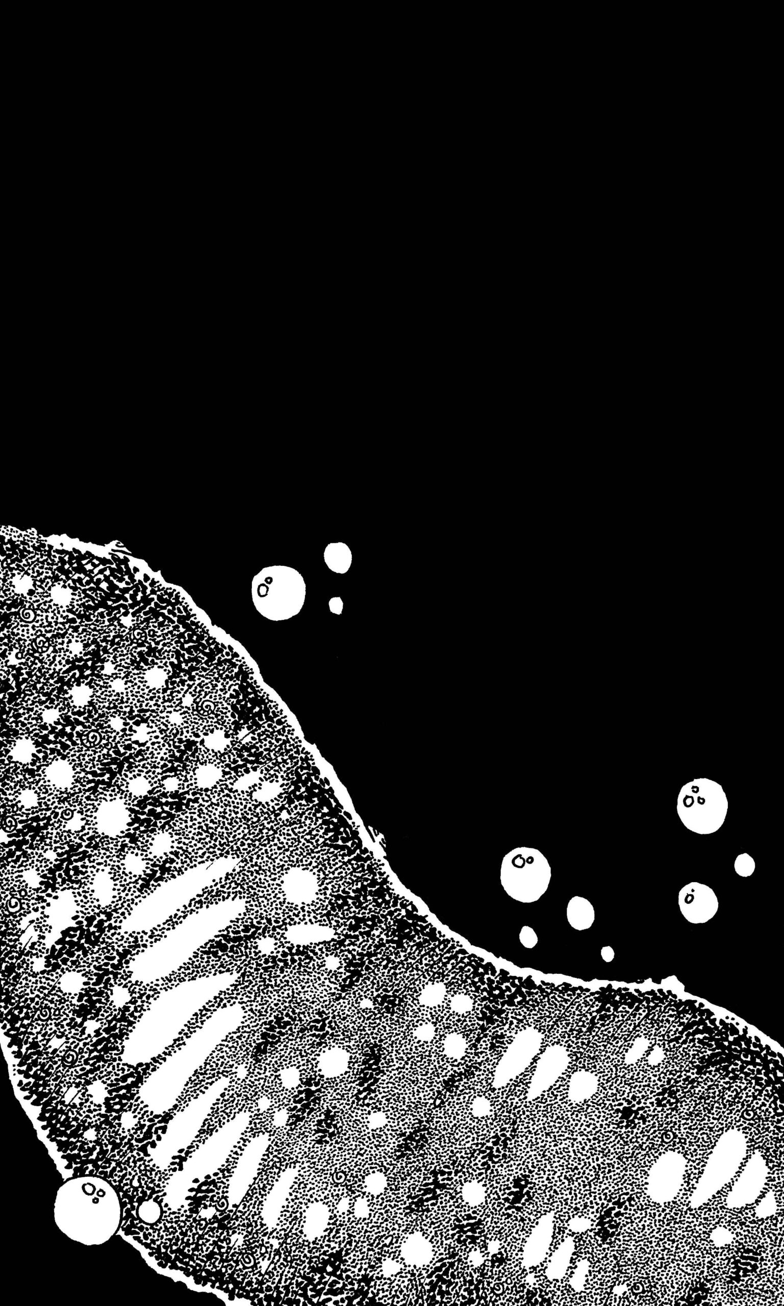 Sea Slug