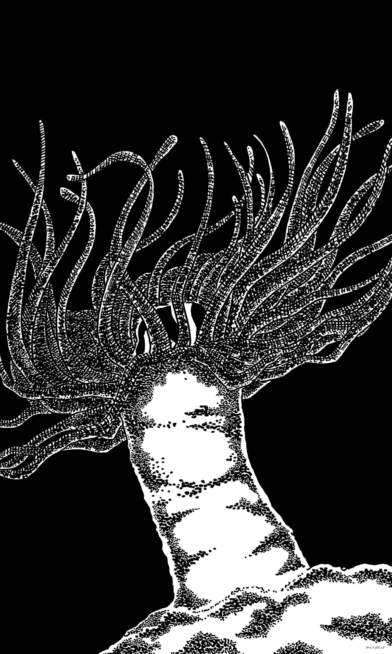 Sea Anemone