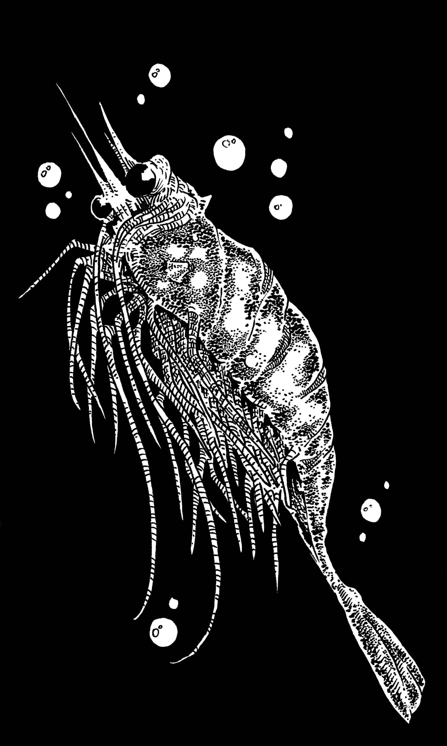 Shrimp